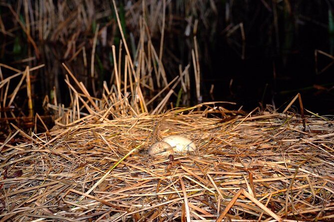 1-Hour Evening Airboat Ride - Night Airboat Basics: What Makes This Ride Different