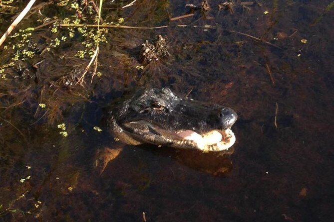 1-Hour Evening Airboat Ride - When You’ll See Gators (and When You Might Not)