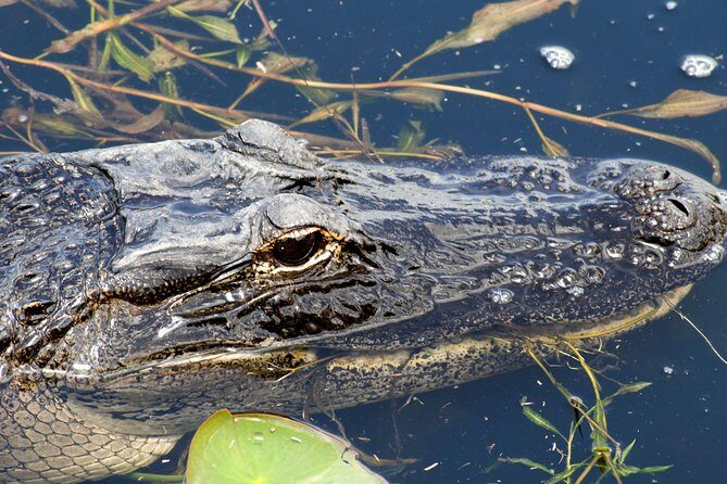1 Hour Everglades Airboat Tour Orlando Florida - Key Highlights Worth Your Time