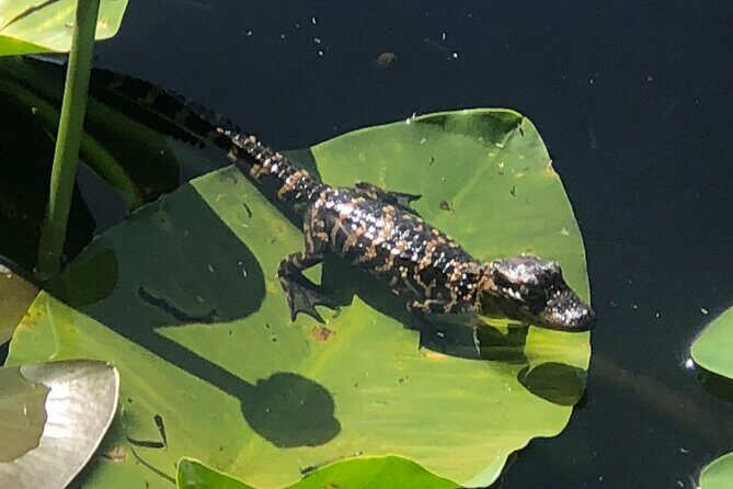 1 Hour Everglades Airboat Tour Orlando Florida - How the 1-Hour Everglades Airboat Ride Really Feels