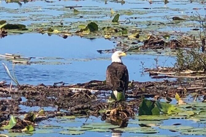 1 Hour Everglades Airboat Tour Orlando Florida - Wildlife You Can Expect: Alligators, Birds, Eagles, and Friends