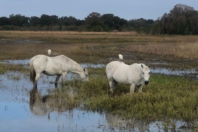1 Hour Everglades Airboat Tour Orlando Florida - Noise, Weather, and What to Wear (So You’re Comfortable)