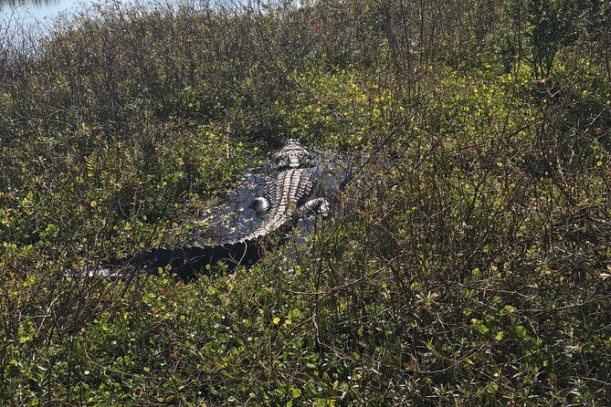 1 Hour Everglades Airboat Tour Orlando Florida - Who Should Book This Airboat (and Who Might Want to Rethink)