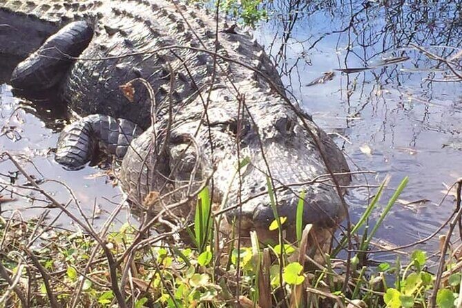1 Hour Florida Everglades Wildlife Tour - Key Highlights You’ll Care About