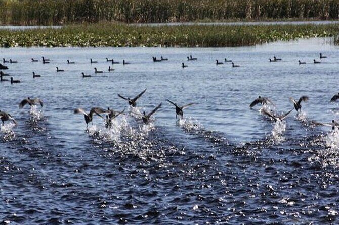 1 Hour Florida Everglades Wildlife Tour - Getting Oriented at 2830 Neptune Rd, Kissimmee