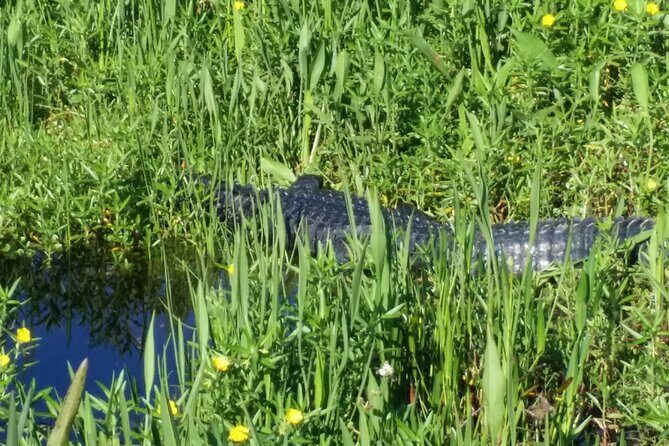 1 Hour Florida Everglades Wildlife Tour - Small Group Viewing With a Family-Run Operator