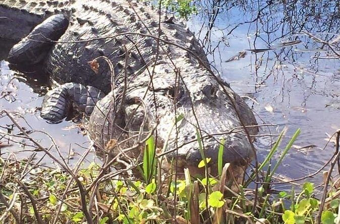 1 Hour Florida Everglades Wildlife Tour - Ear Protection Included (And Why That’s Not Just a Detail)