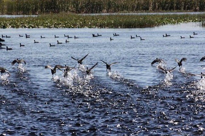 1 Hour Florida Everglades Wildlife Tour - Who Should Book This Tour (And Who Might Pass)