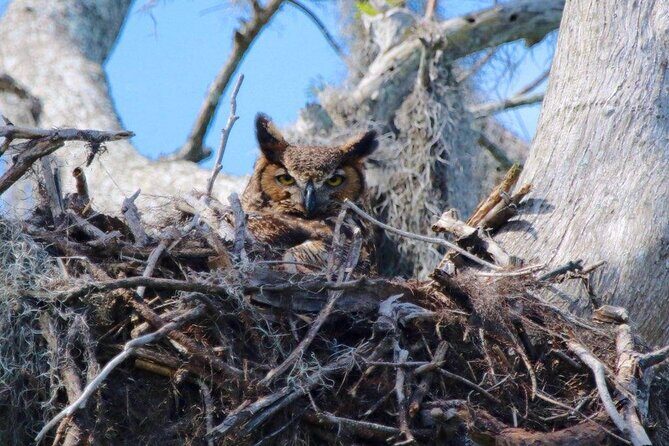 1 Hour Historical Wildlife Tour of The Famous Chain of Lakes - Winter Haven’s Chain of Lakes: why this cruise feels different