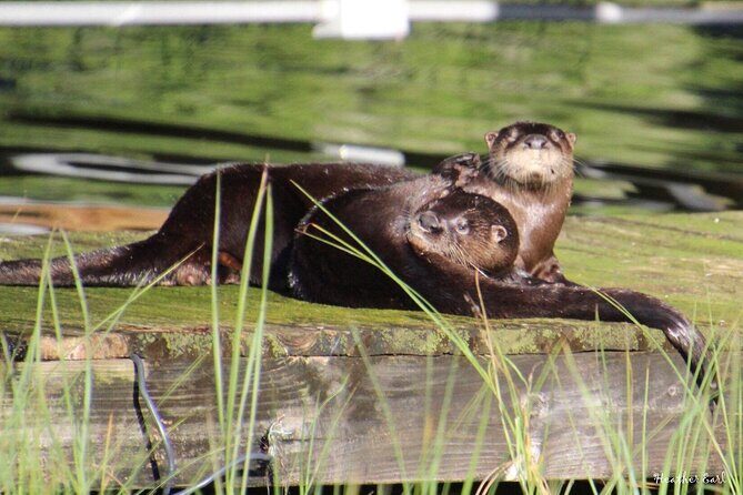 1 Hour Historical Wildlife Tour of The Famous Chain of Lakes - The historic pass: spring training and Cypress Gardens leftovers