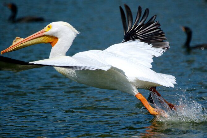 1 Hour Historical Wildlife Tour of The Famous Chain of Lakes - Winter Haven’s 50+ lakes: the water-ski capital story