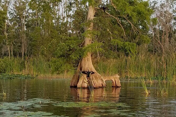 1 Hour Historical Wildlife Tour of The Famous Chain of Lakes - Timing, heat, and what to pack so you enjoy every minute