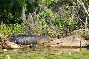 2 Hour Historical Wildlife Tour of the Chain of Lakes - Stop 1: Chain of Lakes Park and spring training throwback
