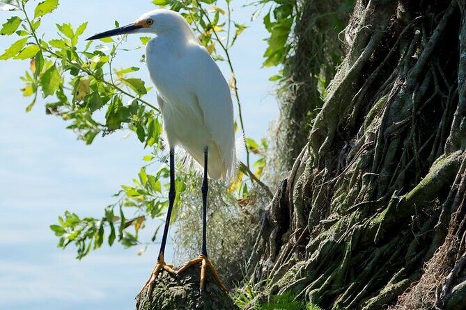 2 Hour Historical Wildlife Tour of the Chain of Lakes - Stop 2: Cypress Gardens remnants and the Florida-shaped pool