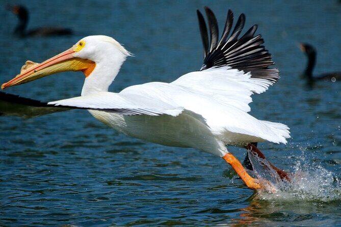 2 Hour Historical Wildlife Tour of the Chain of Lakes - Best timing for wildlife: go early in summer, plan for Florida weather