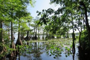 3 Hour Small Group Lake Norris Kayak Activity - Gear and Guide: What’s Included, and What You Can Skip