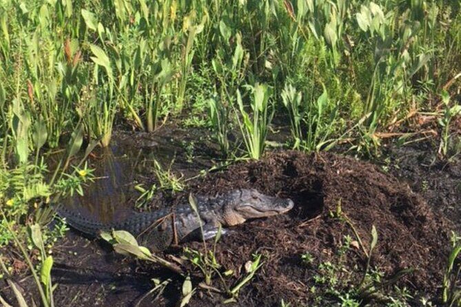 90 Minute Airboat Tour in the Florida Everglades - What the ride and wildlife lesson look like on the water