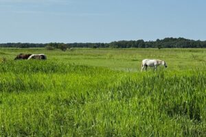 90 Minute Airboat Tour in the Florida Everglades - Wildlife education with a real chance of sightings