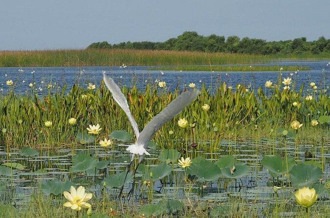 90 Minute Airboat Tour in the Florida Everglades - Captain Cam and small-group time for questions