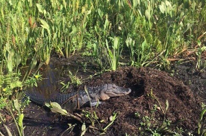 90 Minute Airboat Tour in the Florida Everglades - Price and value: what $85 buys in the Everglades