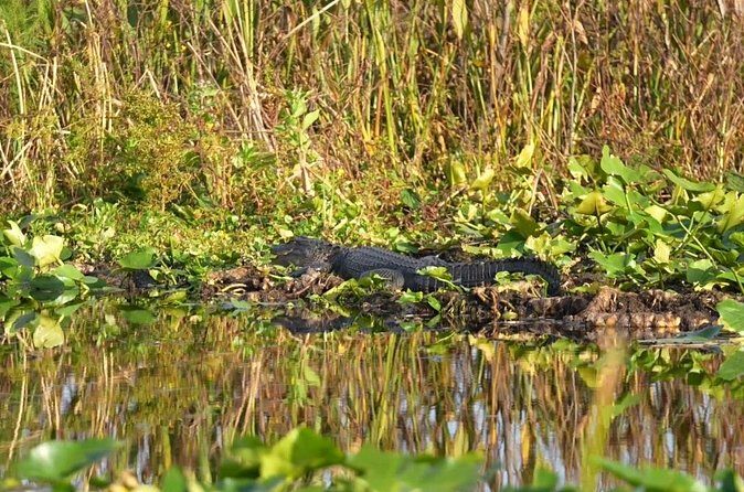 90 Minute Airboat Tour in the Florida Everglades - Timing, meeting point, and weather reality in the north Everglades