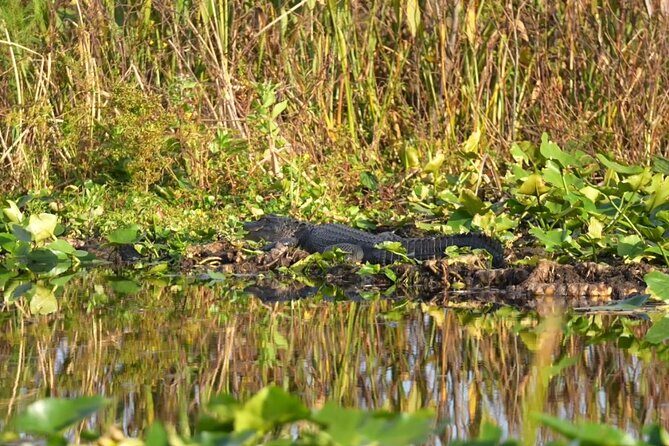 90 Minute Airboat Tour in the Florida Everglades - Should you book this 90-minute airboat tour?