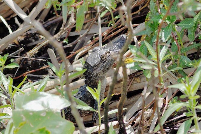 90 minute Everglades Airboat Tour near Orlando Florida - Why This 90-Minute Everglades Airboat Ride Makes Sense From Orlando