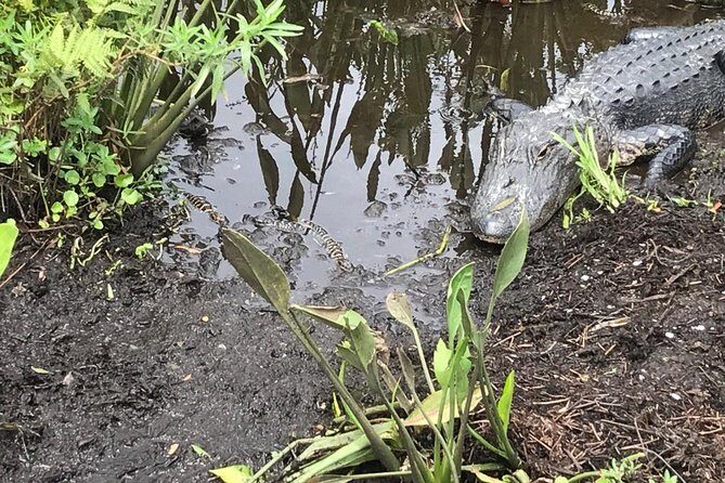 90 minute Everglades Airboat Tour near Orlando Florida - The Captain Factor: Commentary, Humor, and Why It Changes Everything
