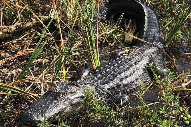 90 minute Everglades Airboat Tour near Orlando Florida - Weather and What to Wear When the Everglades Gets Windy