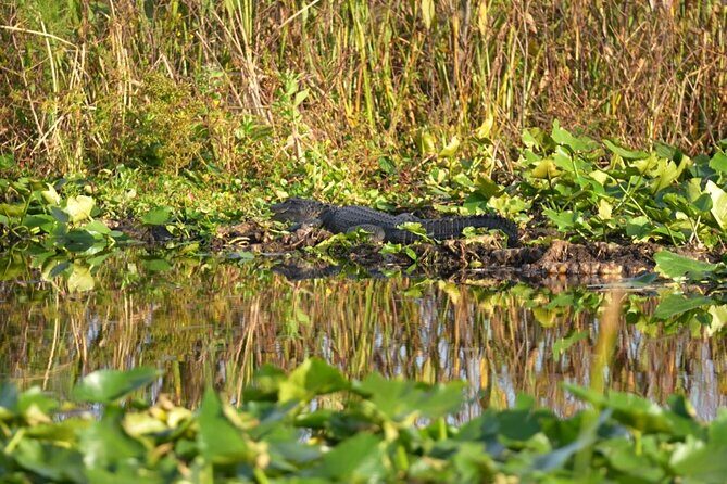 90 Minute Florida Everglades Boat Eco Tour - Price and Logistics: Why $55 Feels Reasonable