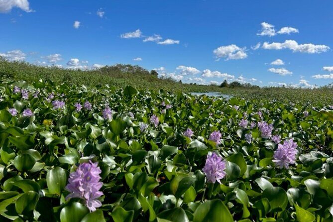 90 Minute Florida Everglades Boat Eco Tour - Captain Chris Makes Wildlife Spotting Feel Like a Game
