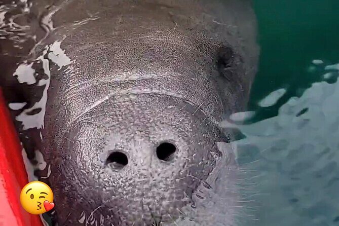 Blue Springs Manatee Tours & Wildlife Adventure Orlando - Meeting point near Orange City: get your timing right