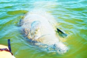Blue Springs Manatee Tours & Wildlife Adventure Orlando - The water time: your kayak, dry bag, and 2 hours of wildlife watching