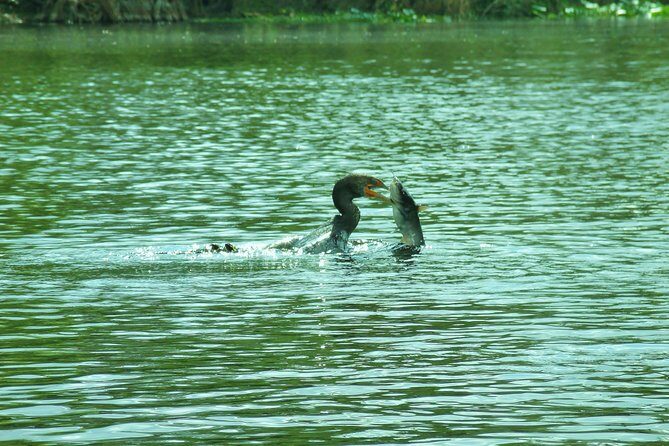Blue Springs Manatee Tours & Wildlife Adventure Orlando - Price and value: $80 for a kayak-based wildlife outing