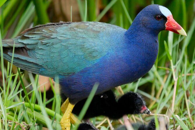Central Florida Half-Day Private Birding Activity - 2 person max - Key highlights to know before you book