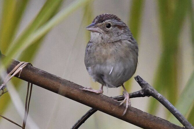 Central Florida Half-Day Private Birding Activity - 2 person max - Orlando private birding in 5 hours: how the day flows