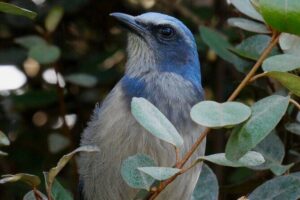 Central Florida Half-Day Private Birding Activity - 2 person max - Joe Overstreet Landing: raptors, Bald Eagles, and a camera-friendly setup