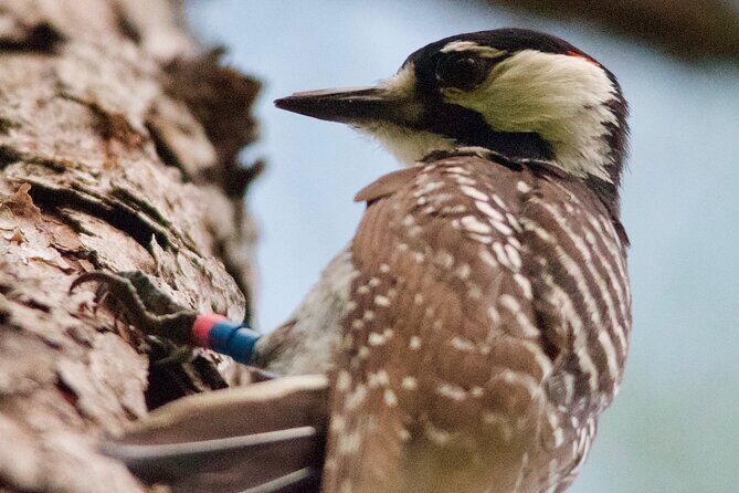 Central Florida Half-Day Private Birding Activity - 2 person max - Birds you can realistically chase in Central Florida