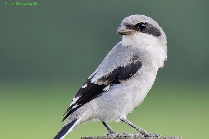 Central Florida Half-Day Private Birding Activity - 2 person max - The guide matters: certified master naturalist energy, not just spotting