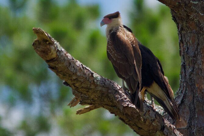 Central Florida Half-Day Private Birding Activity - 2 person max - Getting picked up: orange Honda Element and the start point