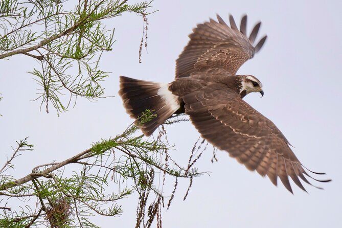 Central Florida Half-Day Private Birding Activity - 2 person max - What to bring (so Florida doesn’t win)