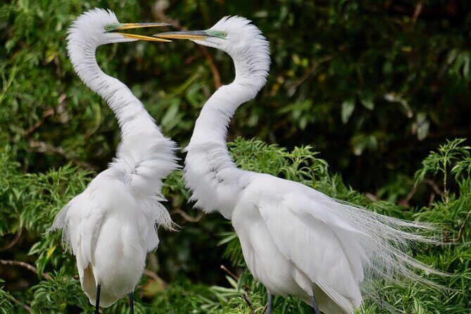 Central Florida Half-Day Private Birding Activity - 2 person max - Price and value: $325 for up to two people