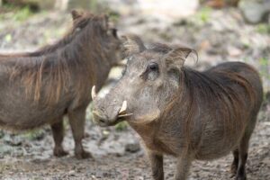 Central Florida Zoo and Botanical Gardens Ticket - Animals on shaded paths: what you’ll actually spend your time on