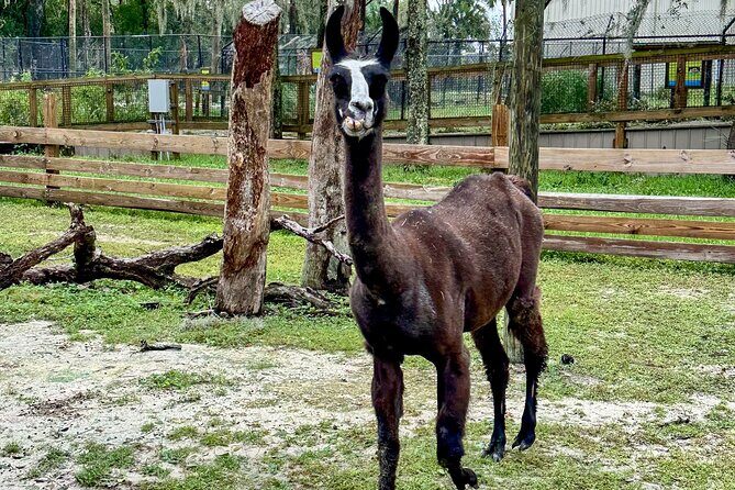 Central Florida Zoo and Botanical Gardens Ticket - Food, water, and weather reality in Florida