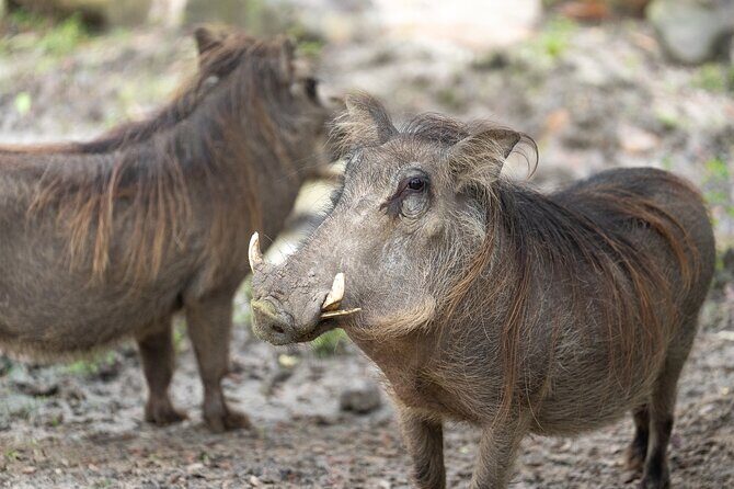 Central Florida Zoo and Botanical Gardens Ticket - Animals on shaded paths: what you’ll actually spend your time on