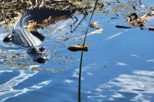 Central Florida's Airboat Rides - Your 30 minutes on the airboat: what the ride actually feels like