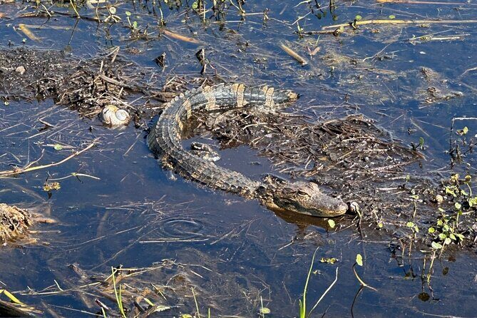Central Florida's Airboat Rides - Wildlife you can actually plan your eyes for: baby gators, birds, and more