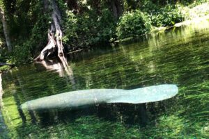 Clear Canoeing and Wildlife Sightseeing at Silver Springs - Where You Start: Silver Springs State Park and the Launch Reality