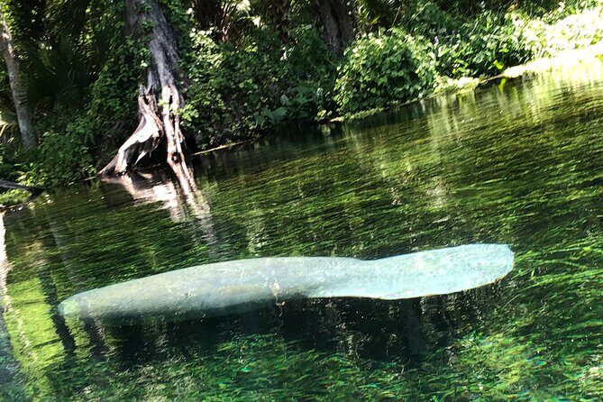 Clear Canoeing and Wildlife Sightseeing at Silver Springs - Where You Start: Silver Springs State Park and the Launch Reality