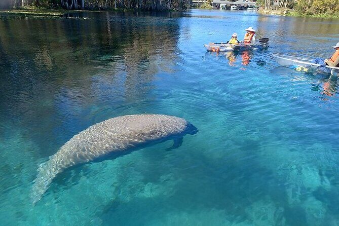 Clear Kayak or Paddleboard Manatee Adventure - Silver Springs and the Fort King paddle trail: the real reason this works
